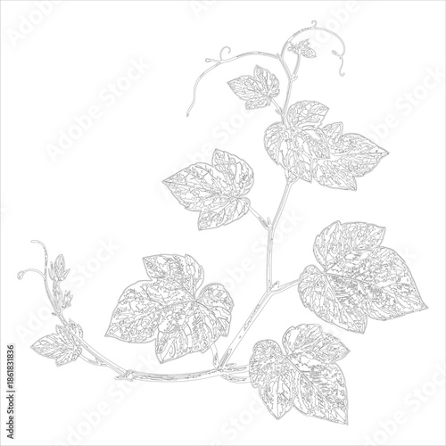 Vintage botanical illustration of a heart-shaped leaf plant with detailed venation