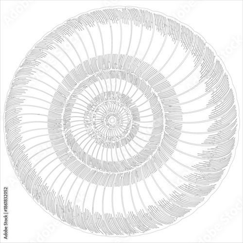 Intricate spiral ammonite fossil shell illustration