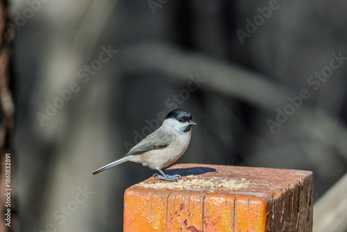 Wallpaper Mural 박새  Torontodigital.ca