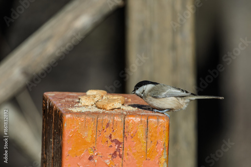 Wallpaper Mural 박새  Torontodigital.ca