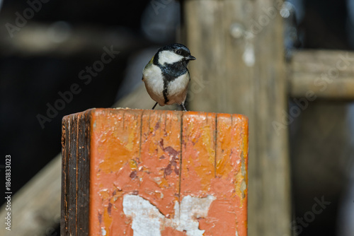 Wallpaper Mural 박새  Torontodigital.ca