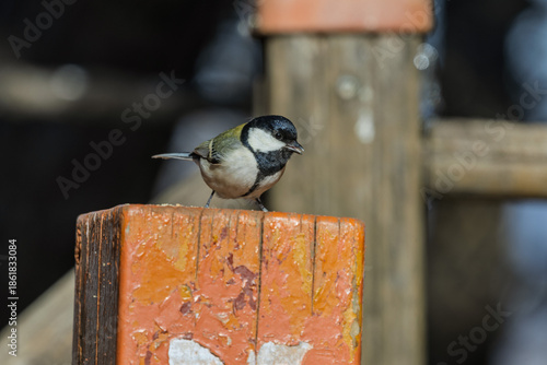 Wallpaper Mural 박새  Torontodigital.ca