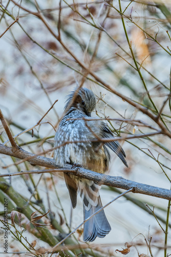 Wallpaper Mural 직박구리  Torontodigital.ca