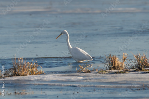 A great egret - Ardea alba wading through the icy waters of Warta Mouth National Park, Poland. A tranquil winter wildlife scene featuring this elegant white heron in its natural marshland habitat.