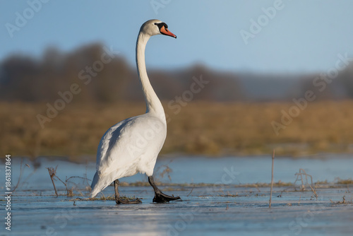 A mute swan - Cygnus olor walking across the frozen wetlands of Warta Mouth National Park, Poland. A serene winter wildlife scene perfect for nature and conservation themes.