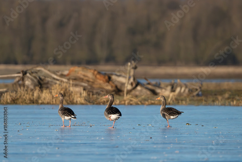 Three greylag geese - Anser anser standing on the blue ice of a frozen wetland in Warta Mouth National Park, Poland. A serene winter wildlife scene, perfect for nature and environmental themes.