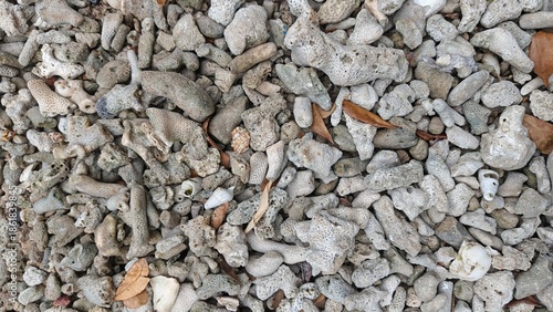 Принти на полотні Dead Coral Reefs Washed Ashore Along the Coastline