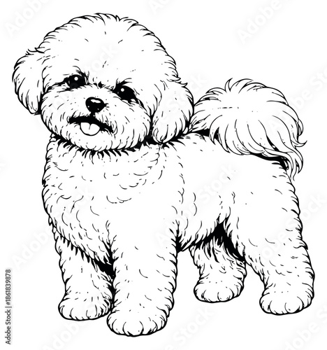 Hand drawn line art illustration of a Bichon Frise dog depicting a cute and friendly pose for pet care