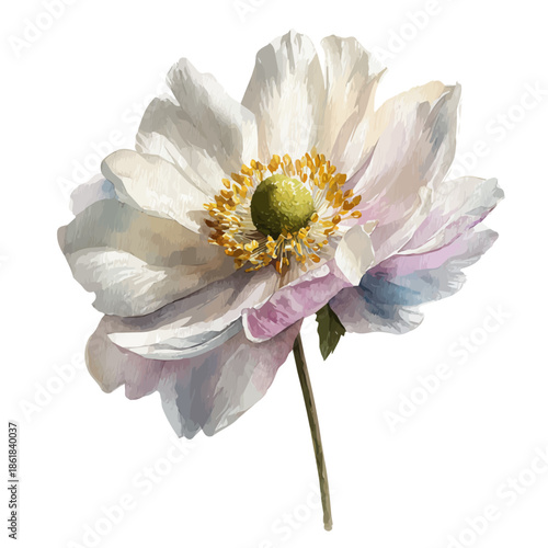 Quadro su tela Anemone Flower, watercolor drawing vector, isolated on a white background
