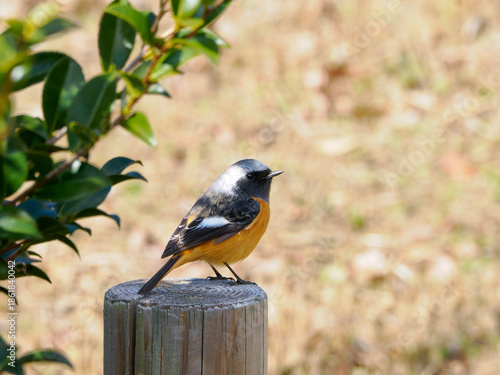 愛らしい姿、杭に佇む冬のジョウビタキ