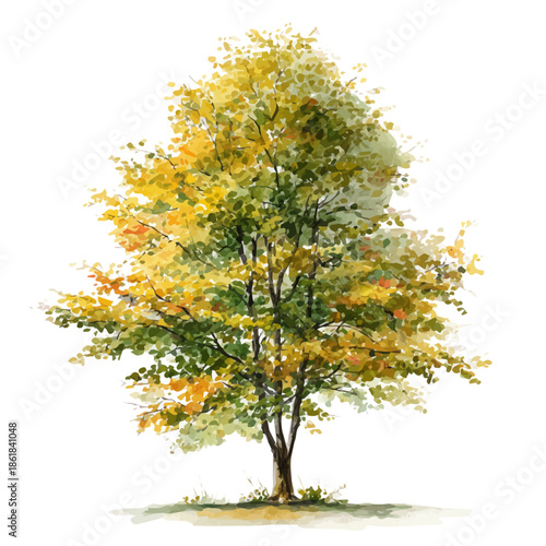 Beech Tree, watercolor drawing vector, isolated on a white background.