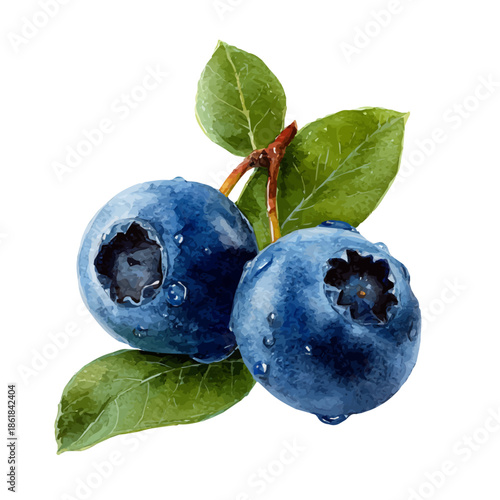 Blueberry, watercolor clipart vector, isolated on a white background.
