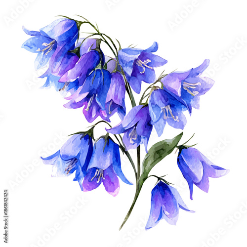 Bluebell Bouquet, watercolor drawing vector, isolated on a white background.