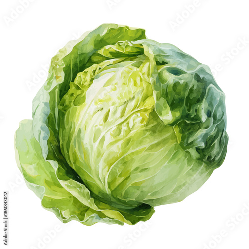 Cabbage, watercolor clipart vector, isolated on a white background.