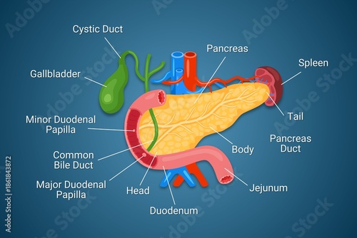 Detailed human pancreas anatomy illustration on a dark background, highlighting the head, body, tail, and its connections to the duodenum and bile ducts. Medical infographic presentation
