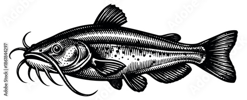 Engraved line art illustration of a catfish depicting its full body for the fishing industry