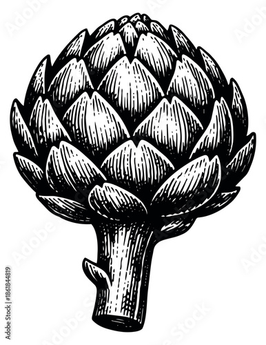Hand drawn line art illustration of an artichoke depicting a fresh healthy vegetable for food and healthy eating concepts