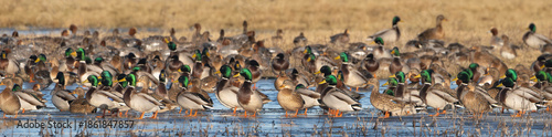Large flock of mallard ducks  - Anas platyrhynchos,    standing in shallow wetland water at Warta Mouth National Park, Poland, with green-headed males and brown females in a natural marsh landscape.