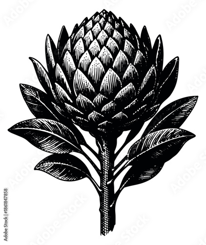 Vintage hand drawn illustration of a protea flower depicting intricate details for floral design