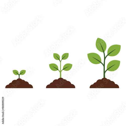 Seedling Growth Stages Green Plants Development.