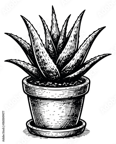 Hand drawn line art illustration of an aloe vera plant in a pot depicting its medicinal properties for health and skincare
