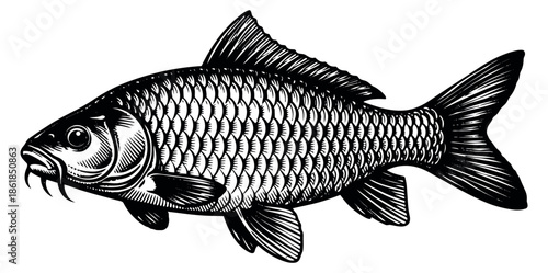 Hand drawn line art illustration of carp fish depicting a detailed aquatic animal for fishing or seafood concepts