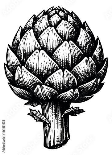 Hand drawn illustration of an artichoke depicting a fresh vegetable for culinary use