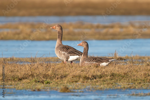 A pair of greylag geese - Anser anser resting in the sun-drenched wetlands of Warta Mouth National Park, Poland. Beautiful wildlife scene in a natural marsh habitat. Perfect for nature themes.