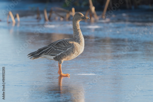 tundra bean goose - Anser serrirostris stands gracefully on a frozen lake at Warta Mouth National Park, Poland. A serene winter wildlife scene, perfect for nature and cold climate environmental themes
