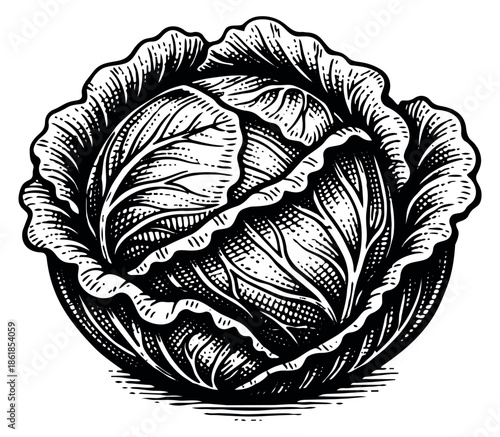 Hand drawn line art illustration of a cabbage depicting a fresh vegetable for healthy food or organic farming concepts
