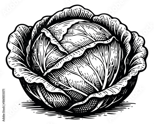 Hand drawn line art illustration of a cabbage depicting a fresh vegetable for healthy eating and cooking