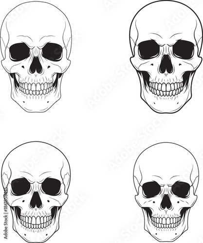 Four illustrations of human skulls in line art style