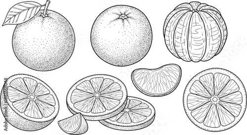 Oranges and their segments in a black and white illustration