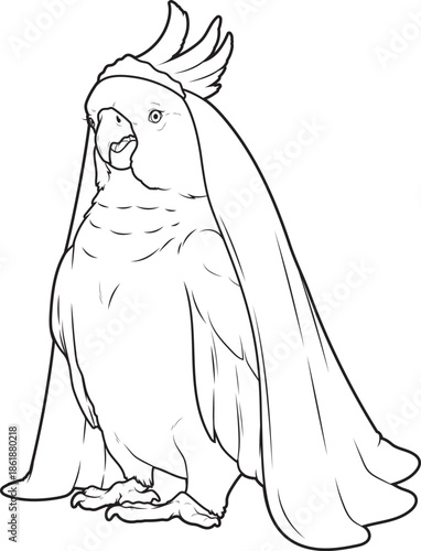 Parrot Bride Veil Wedding Animal Vector Graphic Art Illustration