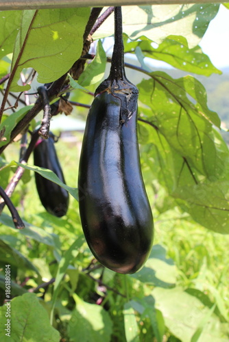 畑で実る艶やかなナスのクローズアップ　葉に囲まれて育つ夏野菜と日本の農業風景