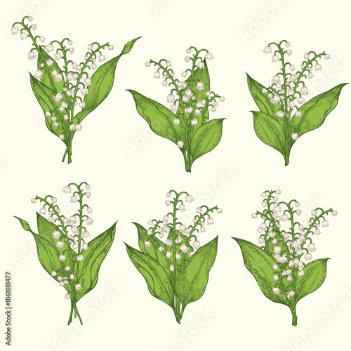 Vintage hand-drawn Lily of the Valley botanical illustration set, elegant spring floral bouquets with white bell-shaped flowers isolated on cream background