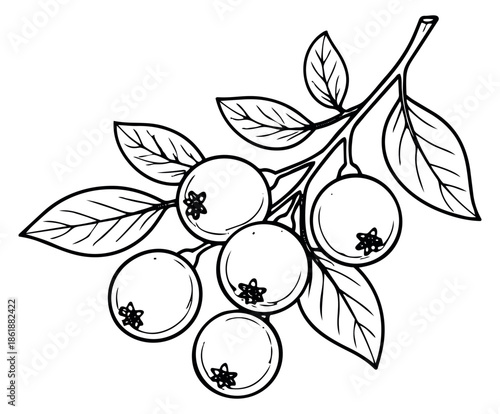 Hand drawn line art illustration of a blueberry branch depicting fresh berries and leaves for food and nature designs