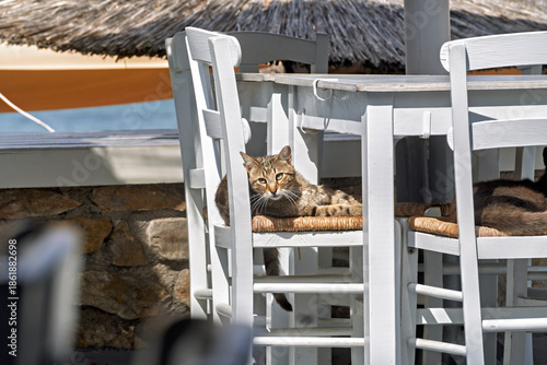 Relaxed outdoor scene in Syros, Greece, featuring a brown tabby cat resting on a woven chair beneath a white wooden table set. 