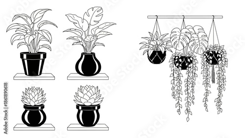 A charming collection of diverse houseplants displayed in elegant pots and hanging planters