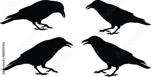 Black raven silhouette collection featuring crow birds in various poses and standing positions isolated on white background for spooky Halloween design