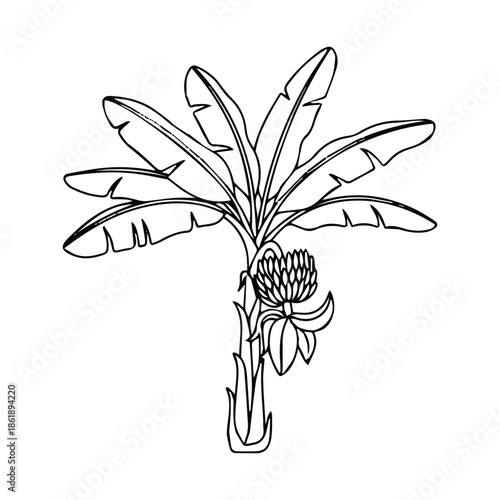 Monochrome vector drawing of a lush banana palm, highlighting its natural growth and botanical details