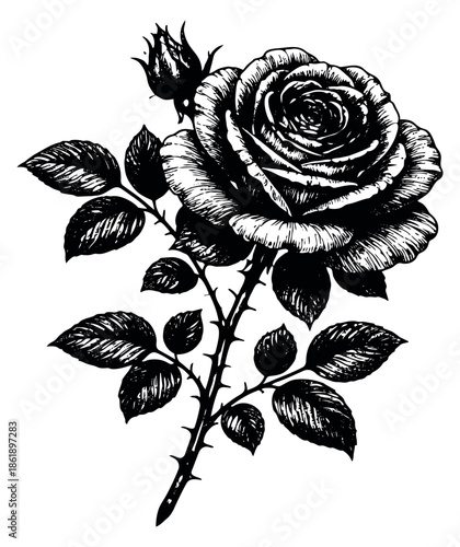 Hand drawn line art illustration of a rose depicting a blooming flower with a bud and thorny stem for floral decoration