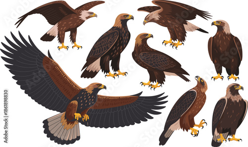 Eagle illustration set, flying eagle, perched eagle, majestic bird, detailed feathers, raptor clipart, wildlife vector, bird of prey art