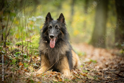 Belgian Tervueren