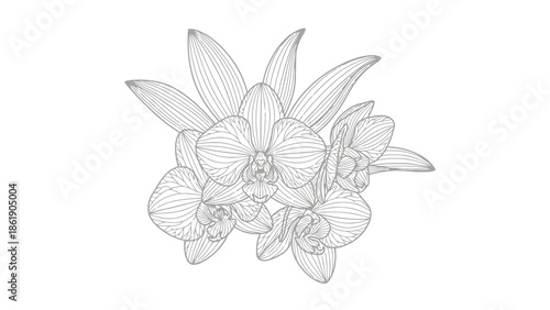 Elegant line art drawing of delicate orchid flowers and lush leaves botanical illustration