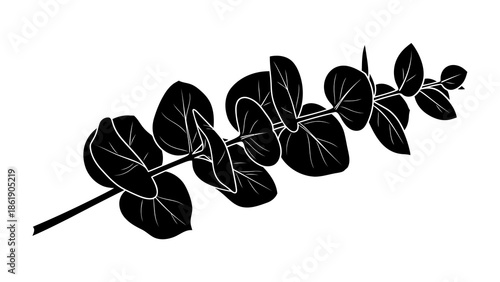 Black silhouette of eucalyptus branch isolated on white background