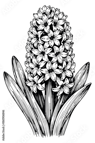 Hand drawn line art illustration of a hyacinth flower depicting a botanical bloom for spring decoration