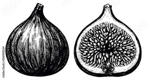 Hand drawn line art fig set featuring whole and sliced fruits for food design