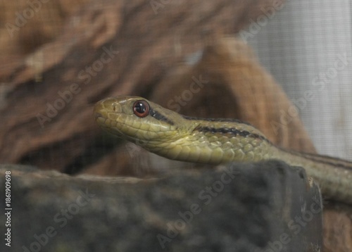 シマヘビ, Elaphe quadrivirgata