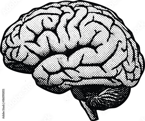 Illustrated human brain